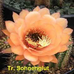 Tr. Sonnenglut.4.1.jpg 